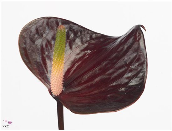 Anthurium Aqua Black Love c159