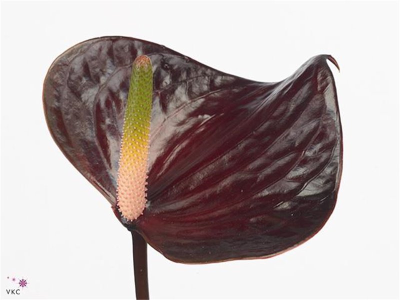Anthurium Aqua Black Love c159