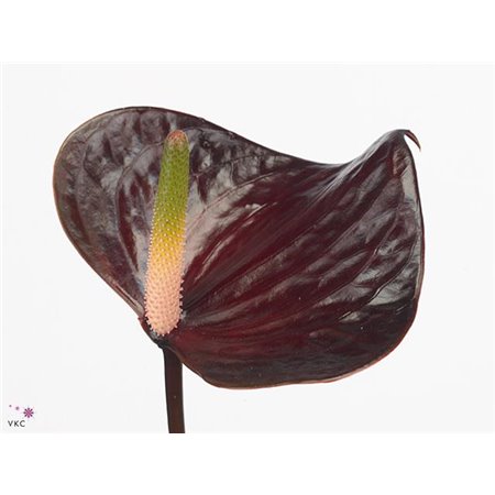 Anthurium Aqua Black Love c159