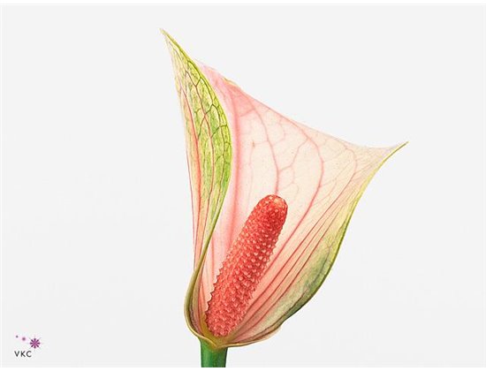 Anthurium Aqua Fantasy Love c160