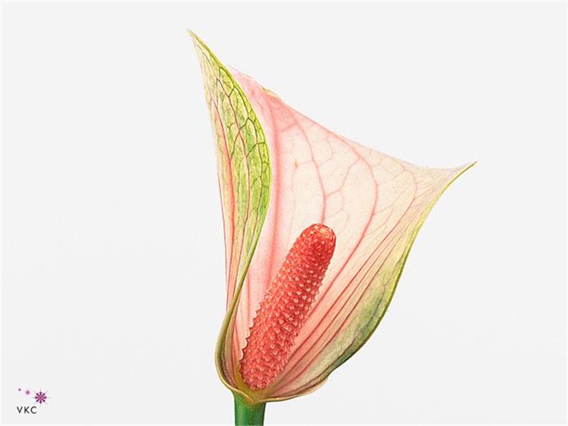 Anthurium Aqua Fantasy Love c160
