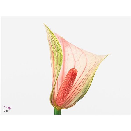 Anthurium Aqua Fantasy Love c160