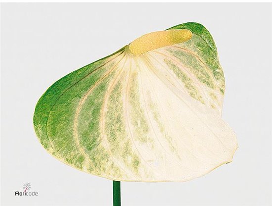 Anthurium Aqua Fresh Love c163