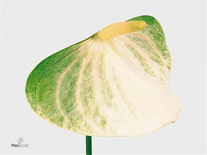 Anthurium Aqua Fresh Love c163