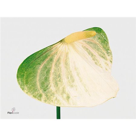 Anthurium Aqua Fresh Love c163