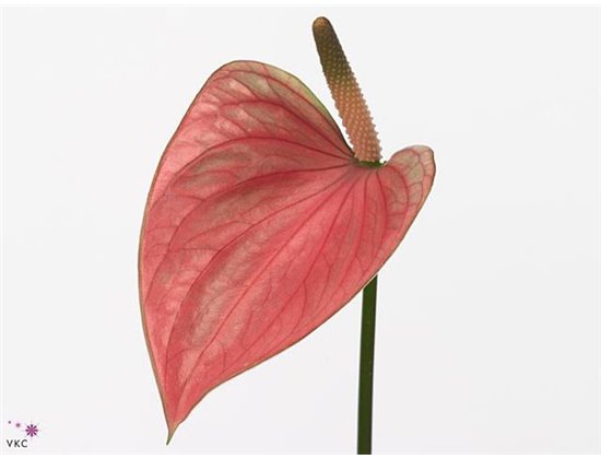 Anthurium Aqua Pr A Elegance c168