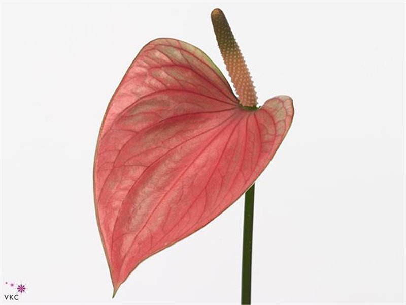 Anthurium Aqua Pr A Elegance c168