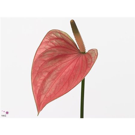 Anthurium Aqua Pr A Elegance c168