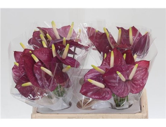 Anthurium Aqua Summer Love c169