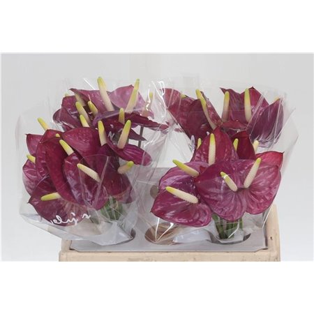 Anthurium Aqua Summer Love c169