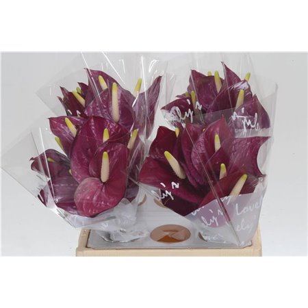 Anthurium Aqua Violet Heart c170