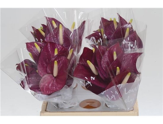 Anthurium Aqua Violet Heart c171