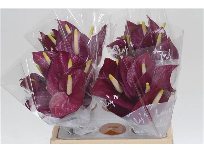 Anthurium Aqua Violet Heart c171