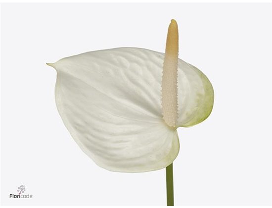 Anthurium Aqua White Love c172