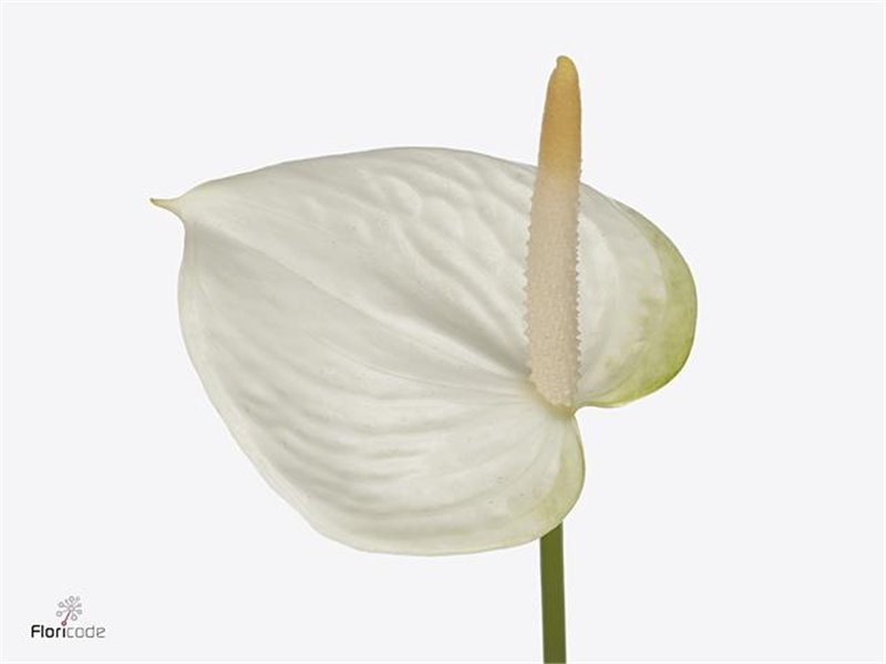 Anthurium Aqua White Love c172