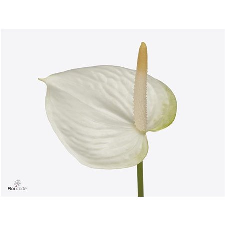 Anthurium Aqua White Love c172