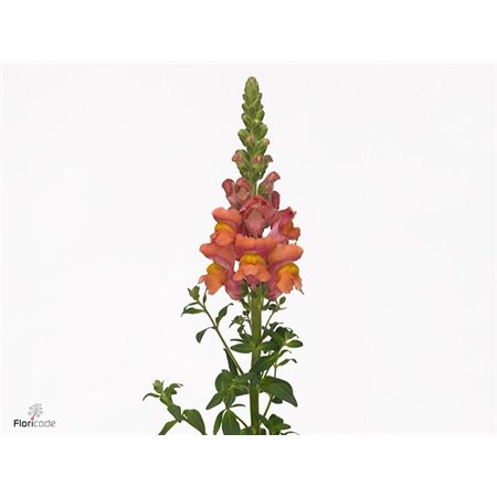 Antirrhinum Antibes Orange c173