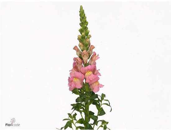 Antirrhinum Antibes Pink c174