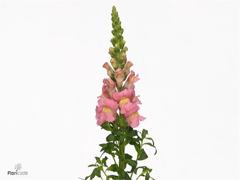 Antirrhinum Antibes Pink c174