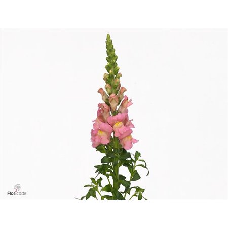 Antirrhinum Antibes Pink c174