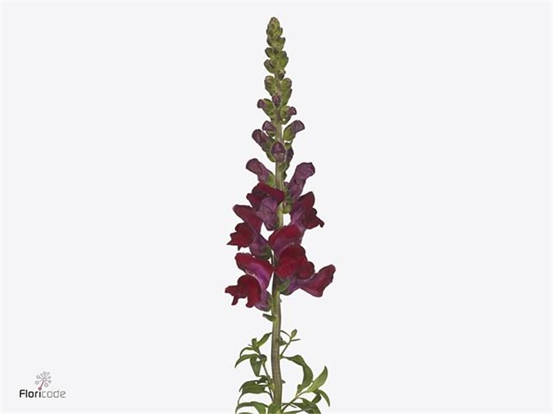 Antirrhinum Avignon Dark Red c175
