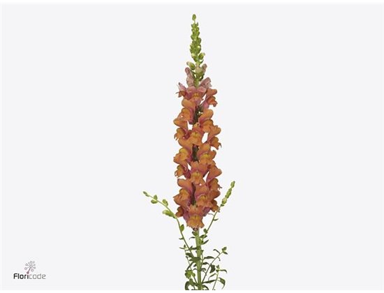 Antirrhinum Avignon Deep Orange c176