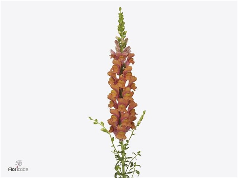 Antirrhinum Avignon Deep Orange c176