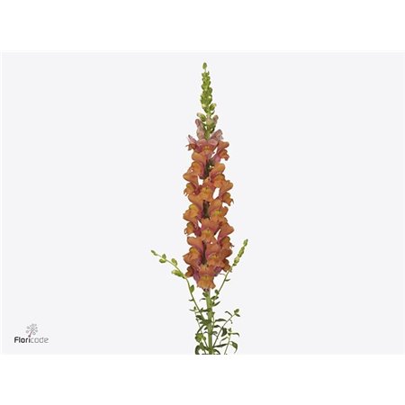 Antirrhinum Avignon Deep Orange c176