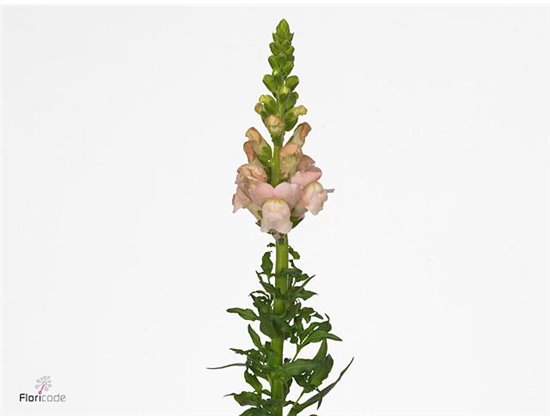Antirrhinum Avignon Pink c177