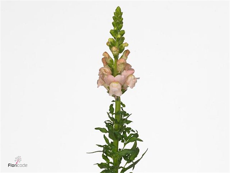Antirrhinum Avignon Pink c177