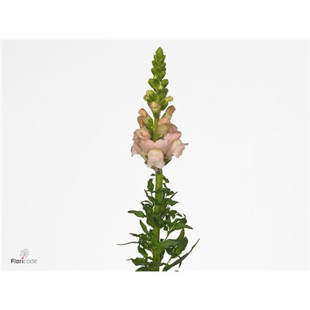 Antirrhinum Avignon Pink c177