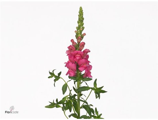 Antirrhinum Avignon Rose c178