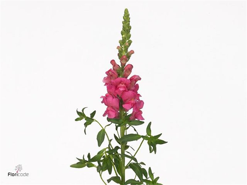 Antirrhinum Avignon Rose c178