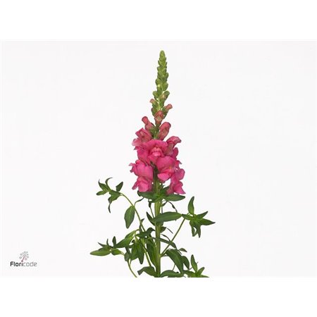 Antirrhinum Avignon Rose Bio c179