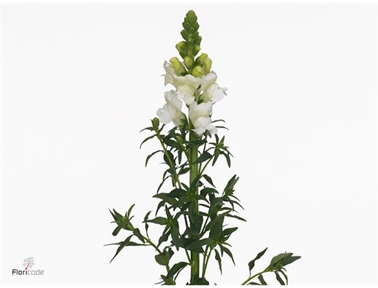 Antirrhinum Avignon White c180