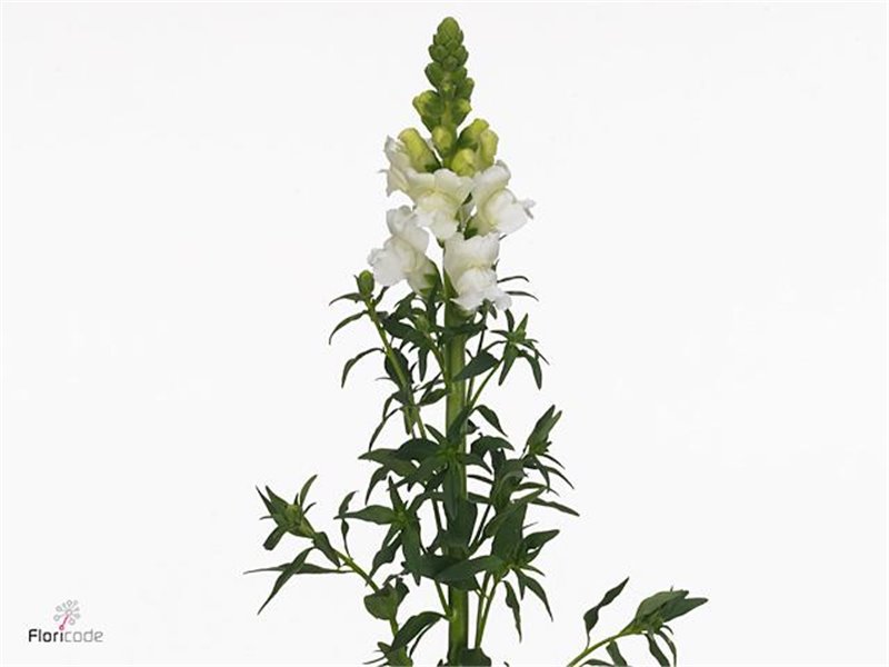 Antirrhinum Avignon White c180