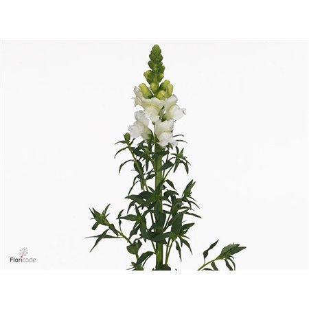 Antirrhinum Avignon White c180