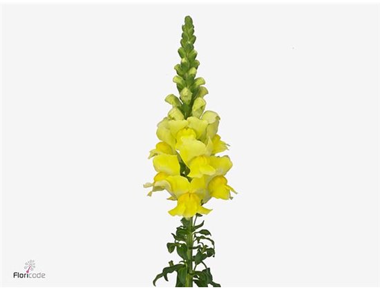 Antirrhinum Costa Apricot c182