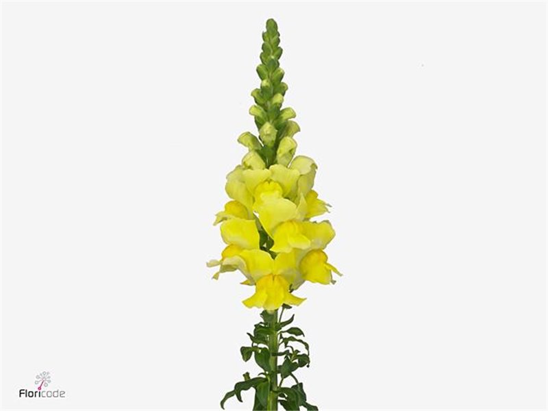 Antirrhinum Costa Apricot c182