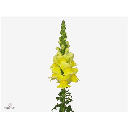 Antirrhinum Costa Apricot c182