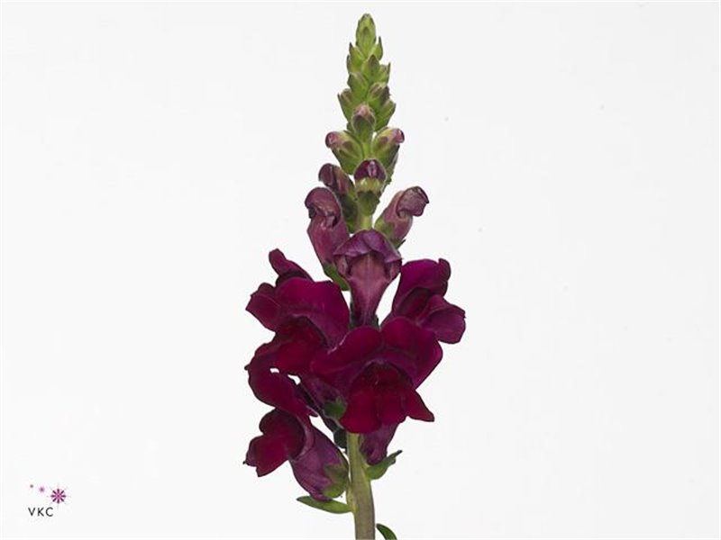 Antirrhinum Poto Crimson Bio c186