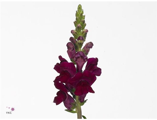 Antirrhinum Poto Crimson Bio c187