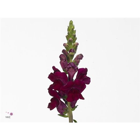 Antirrhinum Poto Crimson Bio c187