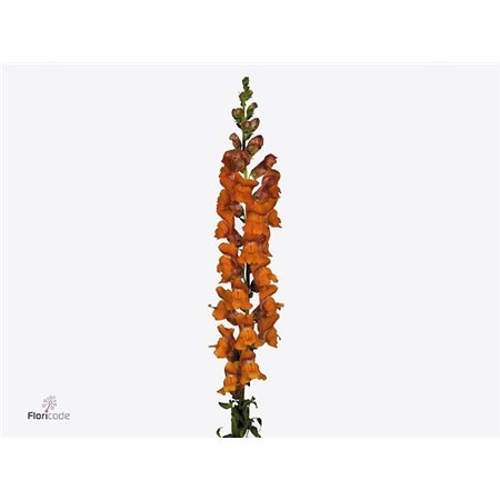 Antirrhinum Poto Crimson Bio c188