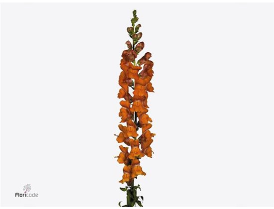 Antirrhinum Poto Dark Orange Bio c189