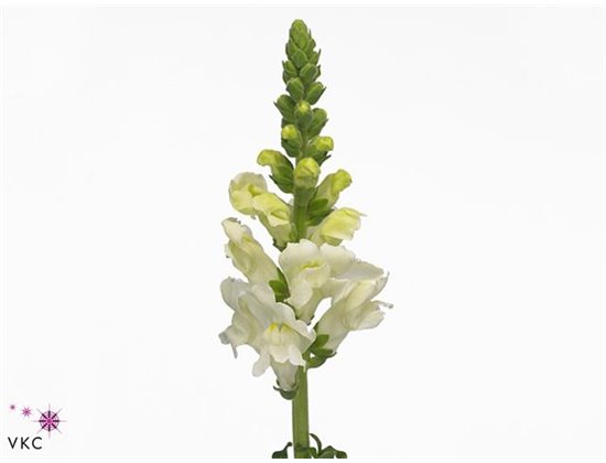Antirrhinum Poto Ivory White c190