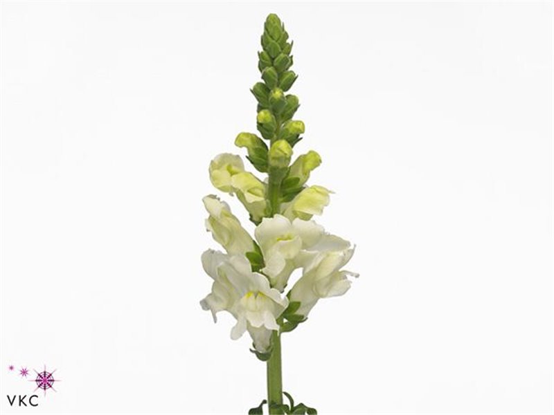 Antirrhinum Poto Ivory White c190