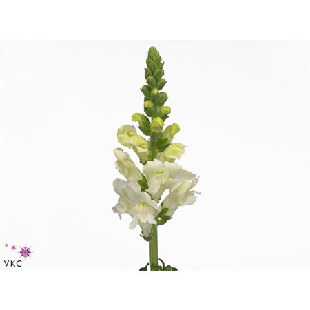 Antirrhinum Poto Ivory White c190