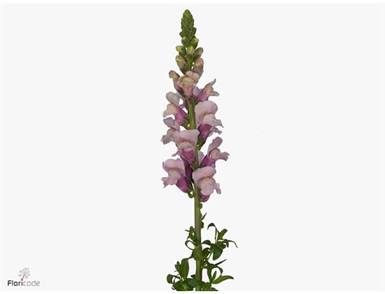 Antirrhinum Poto Lavender c192