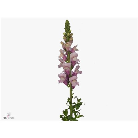 Antirrhinum Poto Lavender c193